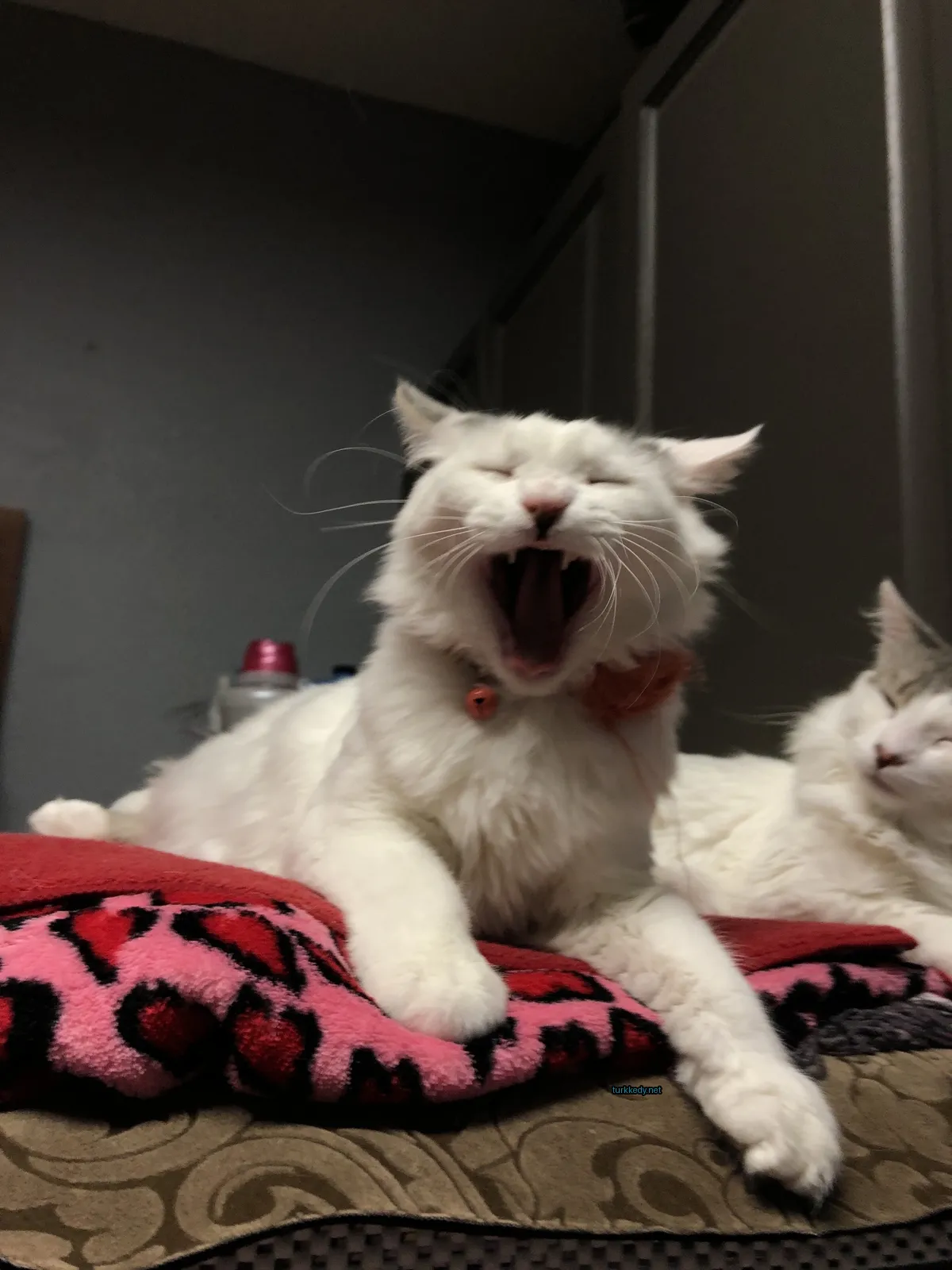 Beyaz bir kedi, pink bir kemer ve kırmızı bir kalp taşıyan bir kuyruk ile yorgun bir şekilde açılıyor.