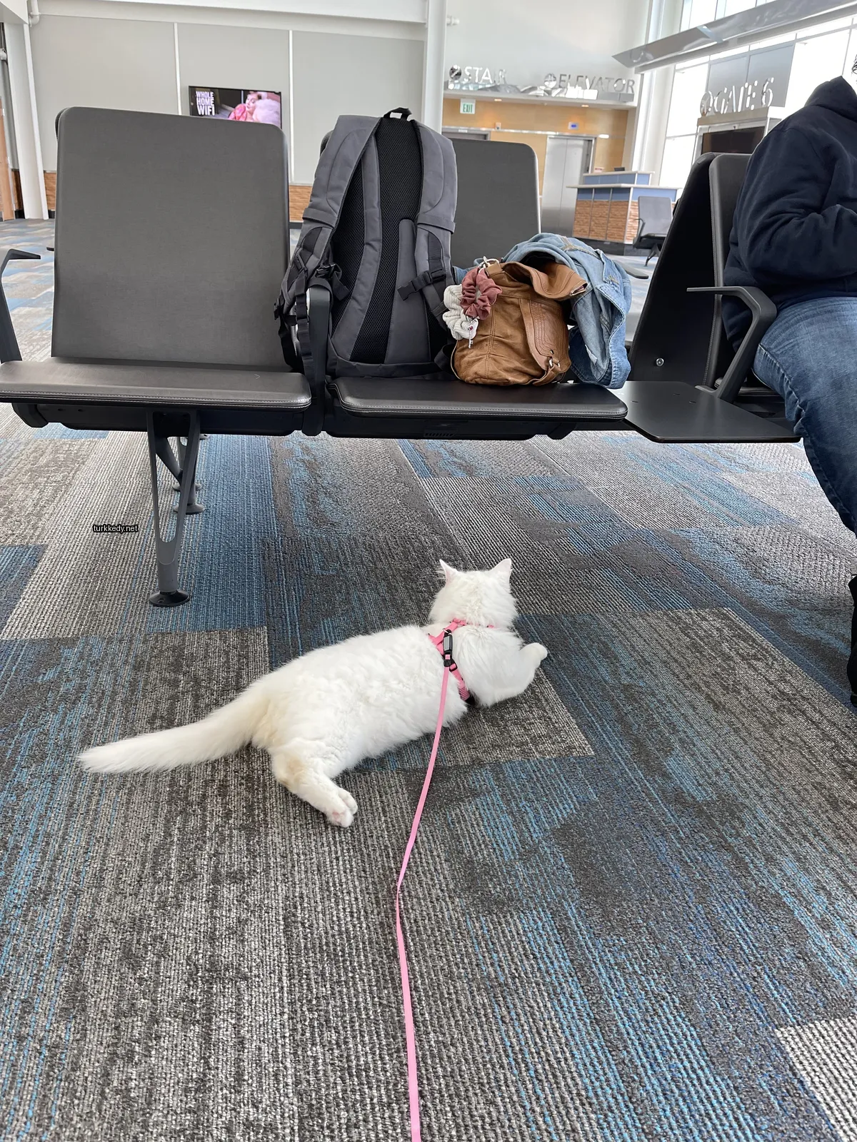 Beyaz bir kedi, mavi bir halatla zemine yatıyor.