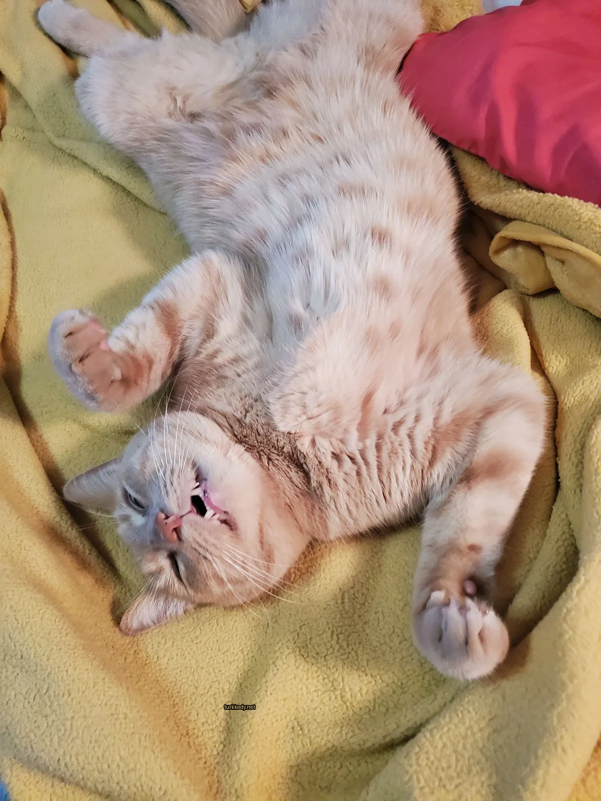 Beyaz ve kahverengi desenli bir kedi sarı bir battaniğe uzanmıştır.