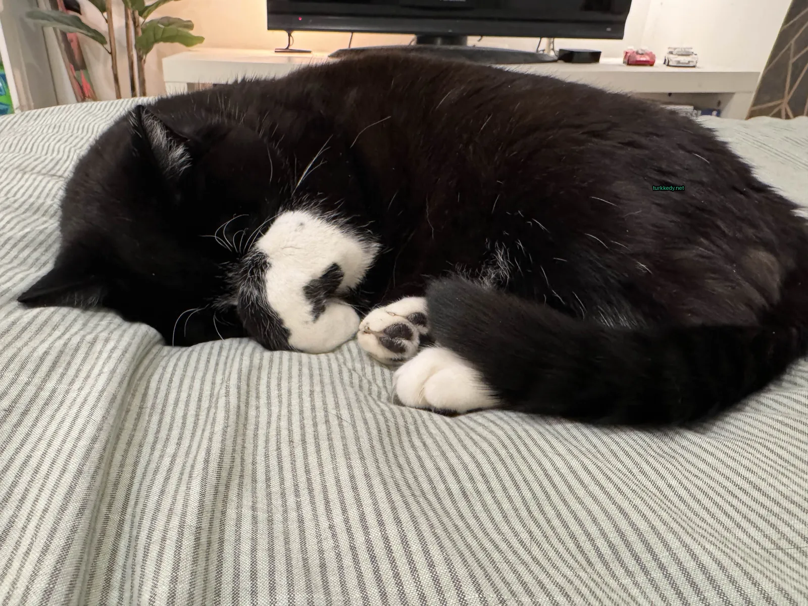Siyah ve beyaz bir kedi yatakta yatıyor.