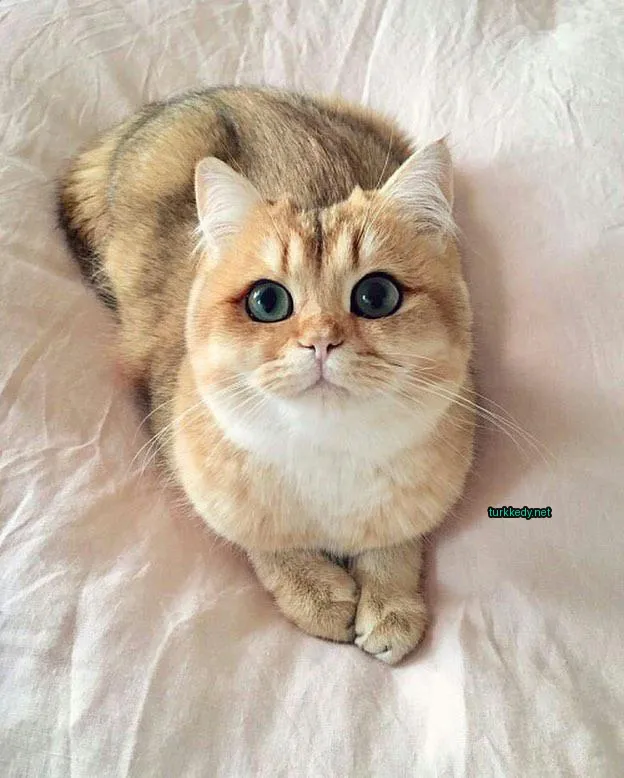 Koyu kahverengi ve beyaz bir kedi mavi yeşil gözleriyle pembe bir battaniğe uzanmış.