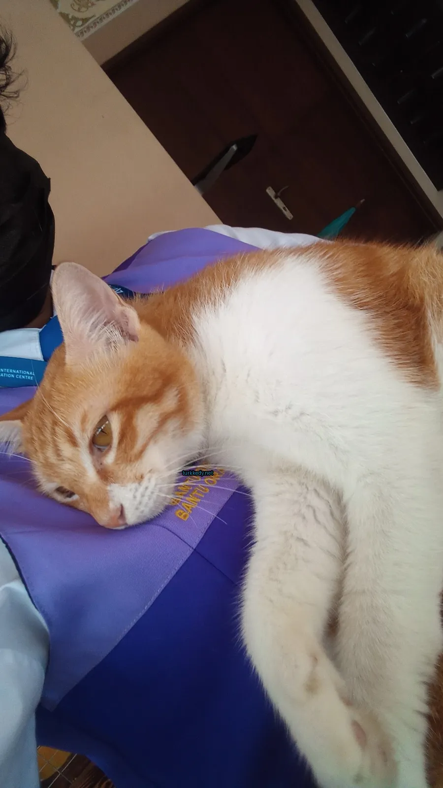 Beyaz ve turuncu bir kedi mavi bir tişört üzerinde yatıyor.