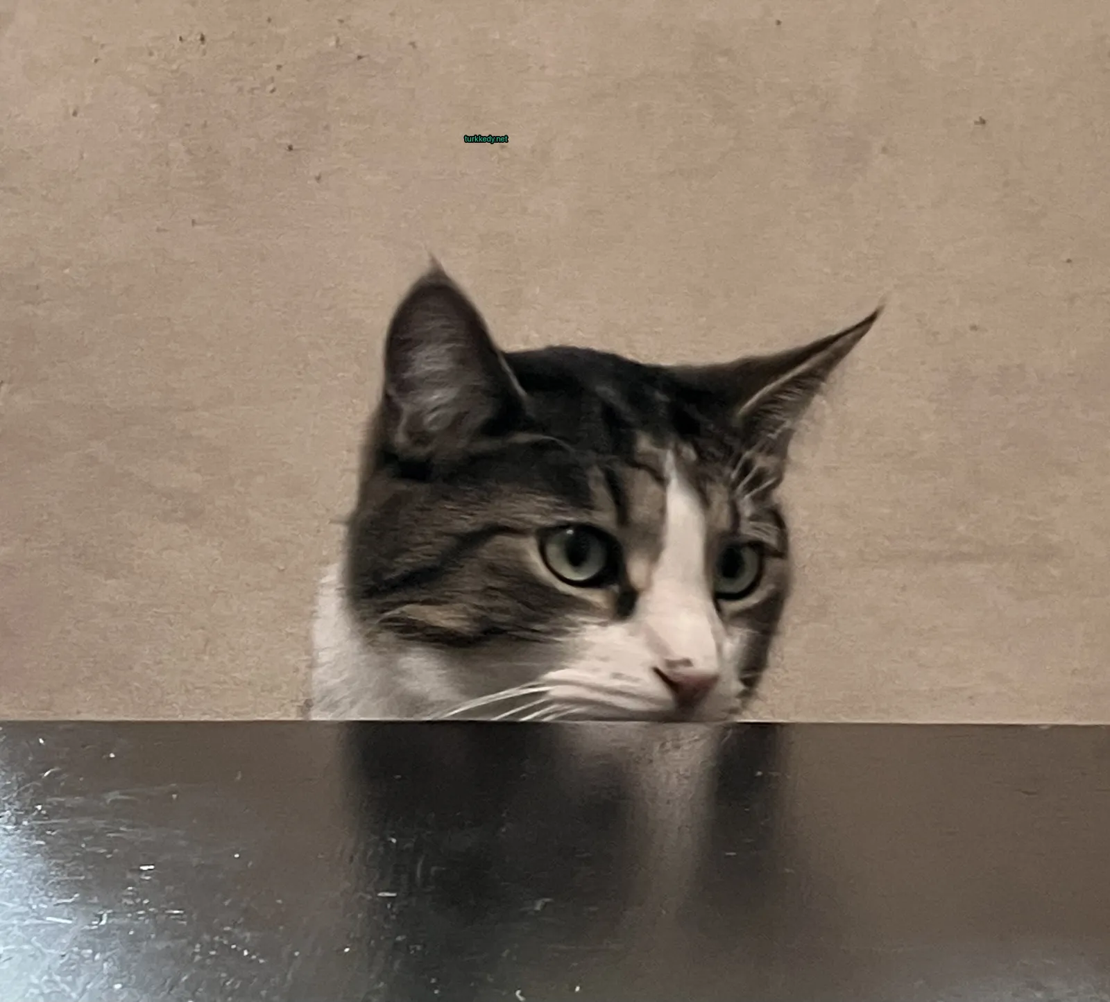 Gri ve beyaz bir kedi, bir masa üzerinde oturuyor.