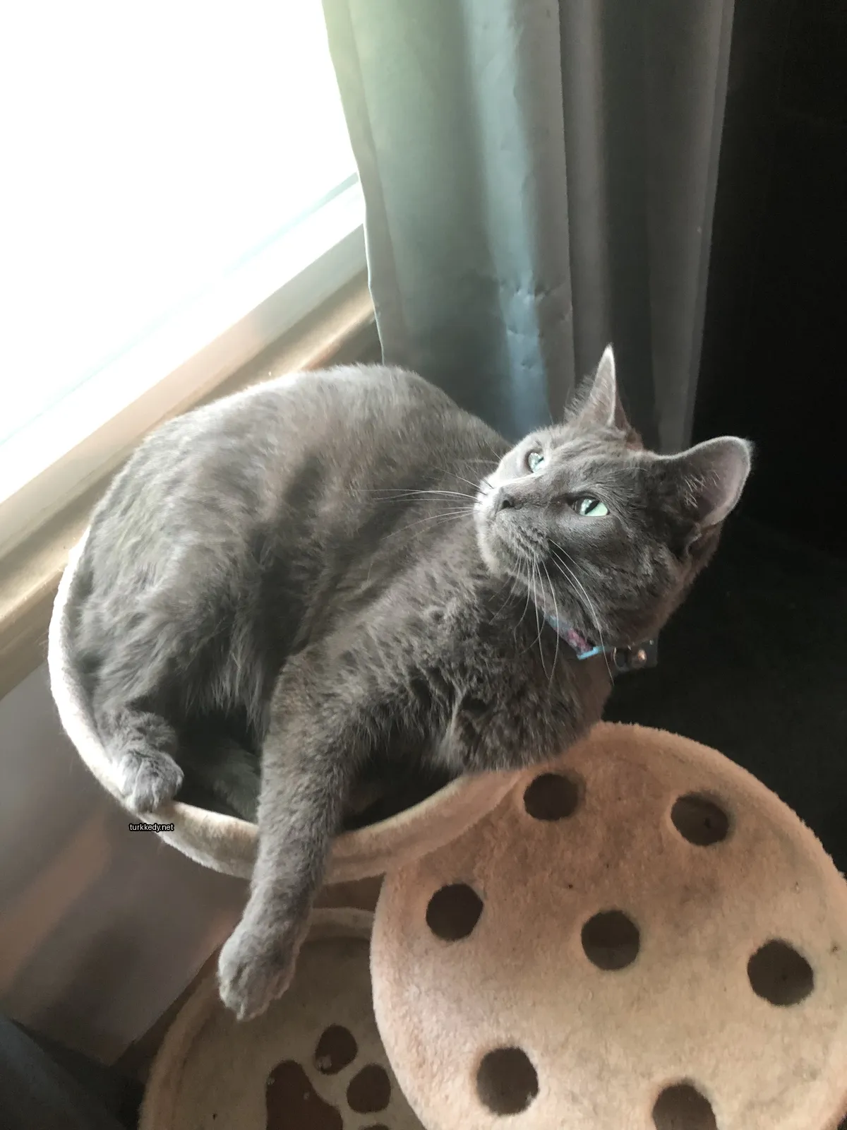 Bir gri kedi pencereden dışarı bakarken kedi yatağında oturuyor.