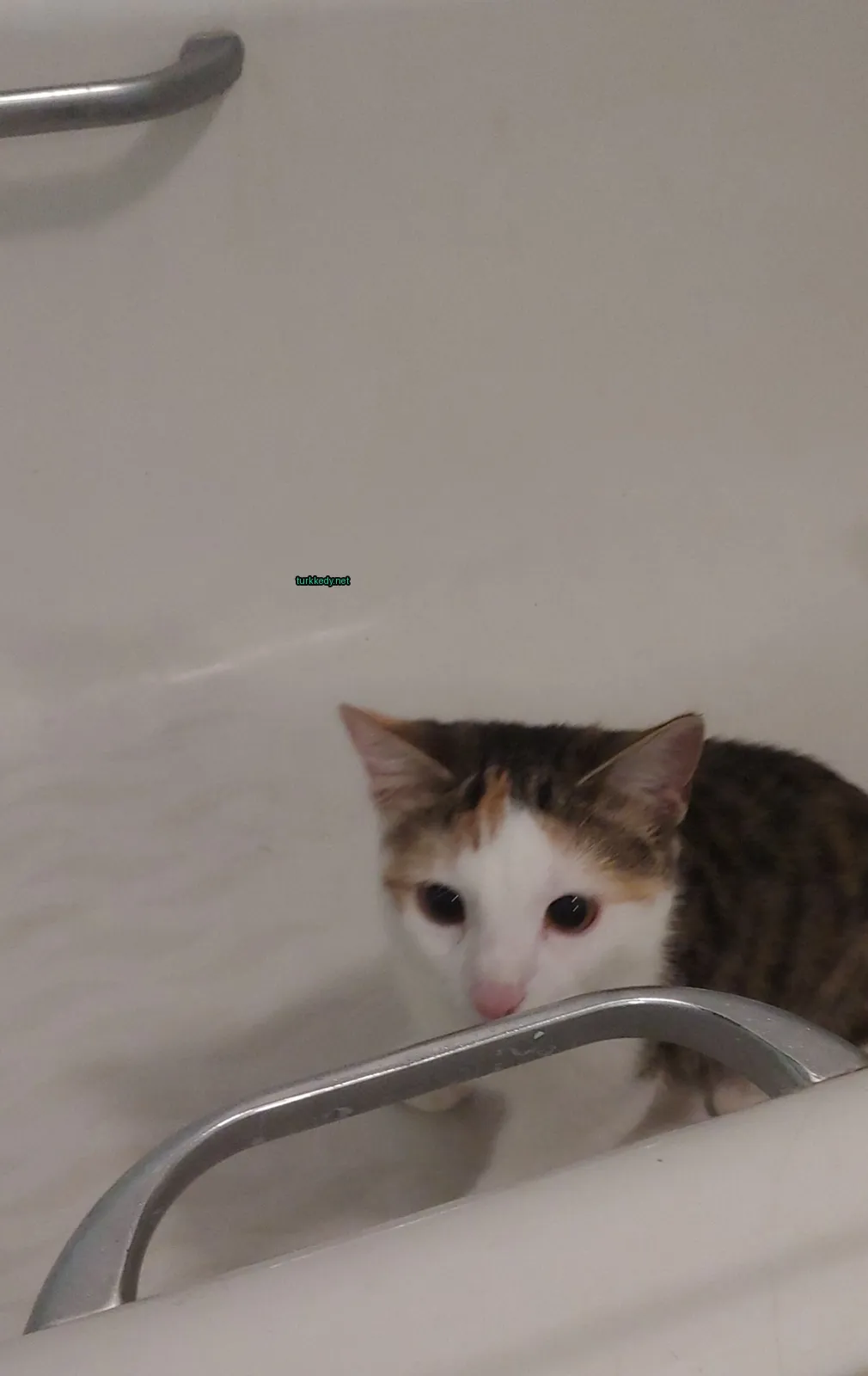 Beyaz ve kahverengi bir kedi banyoda oturuyor.