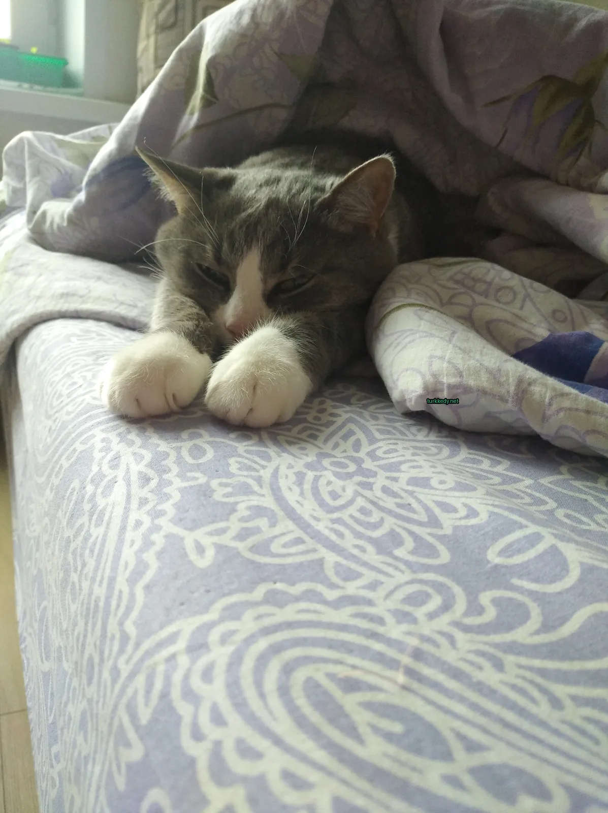 Gri ve beyaz bir kedi yatakta bir örtü üzerinde yatıyor.
