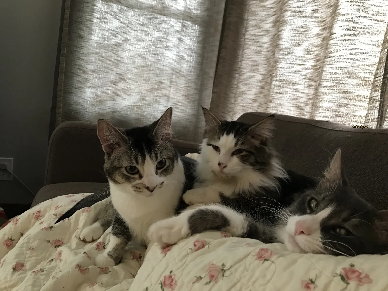 Beyaz ve gri bir kedi, siyah bir çizgiyle yüzüne sahip, bir sofa üzerinde yatıyor.