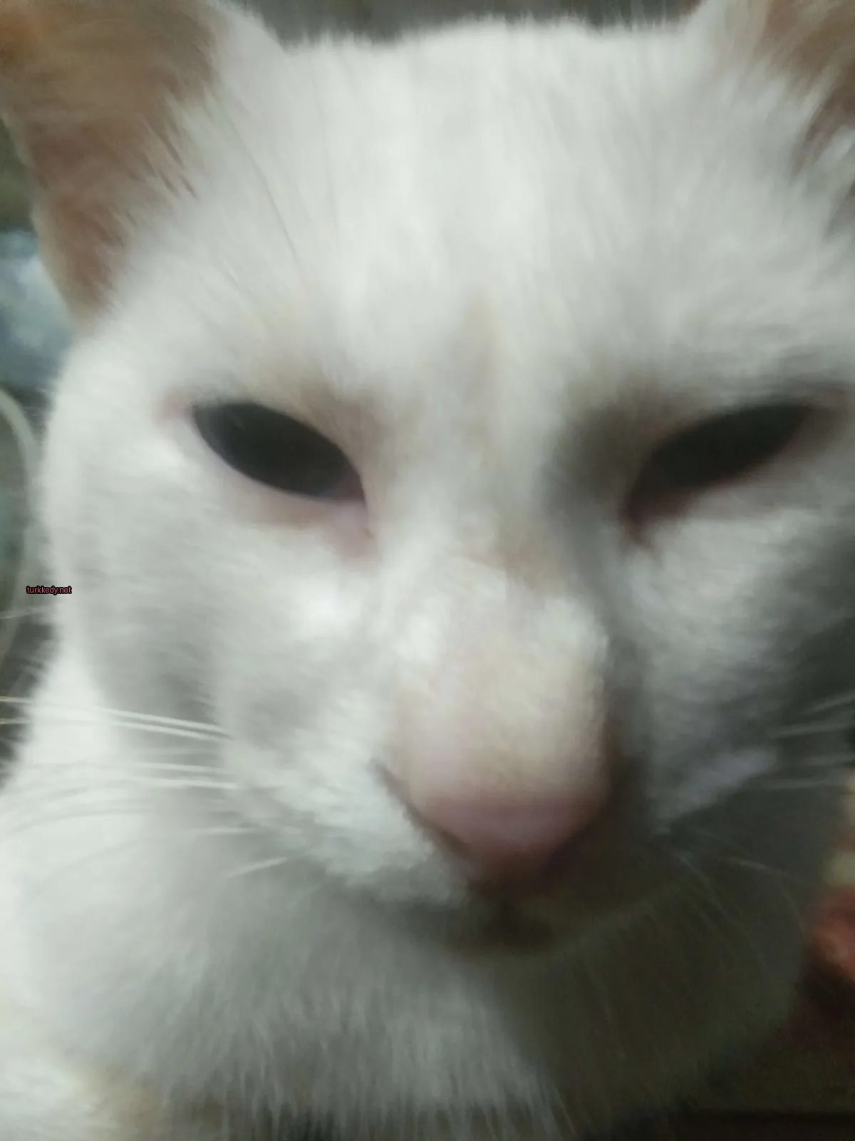 Kedi #2722