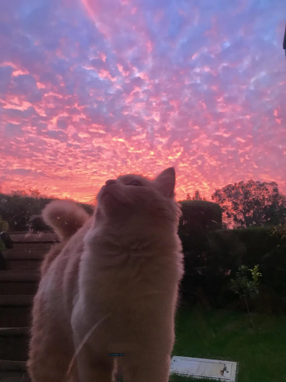 Beyaz ve turuncu bir kedi pencerede oturuyor.