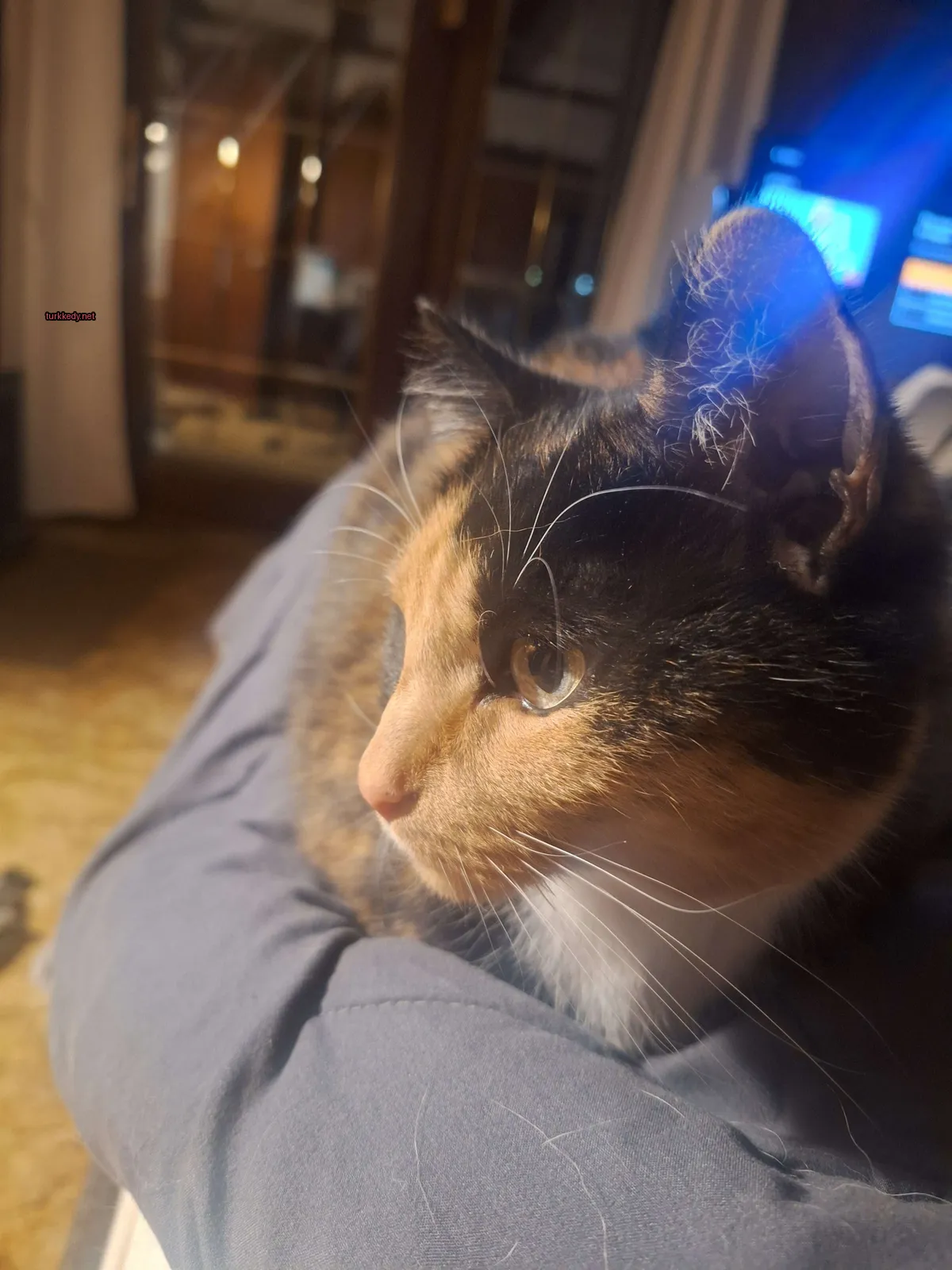 Bir calico kedi bir televizyonun önünde bir sofa üzerinde oturuyor.