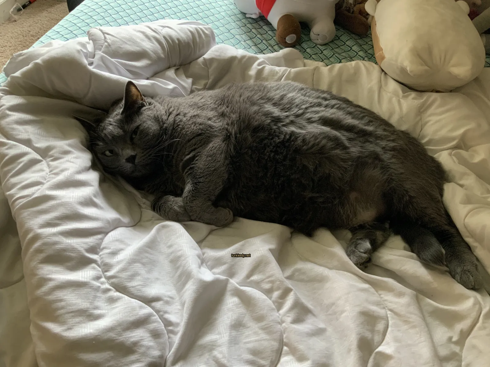 Gri bir kedi yatağın üzerinde yatıyor.