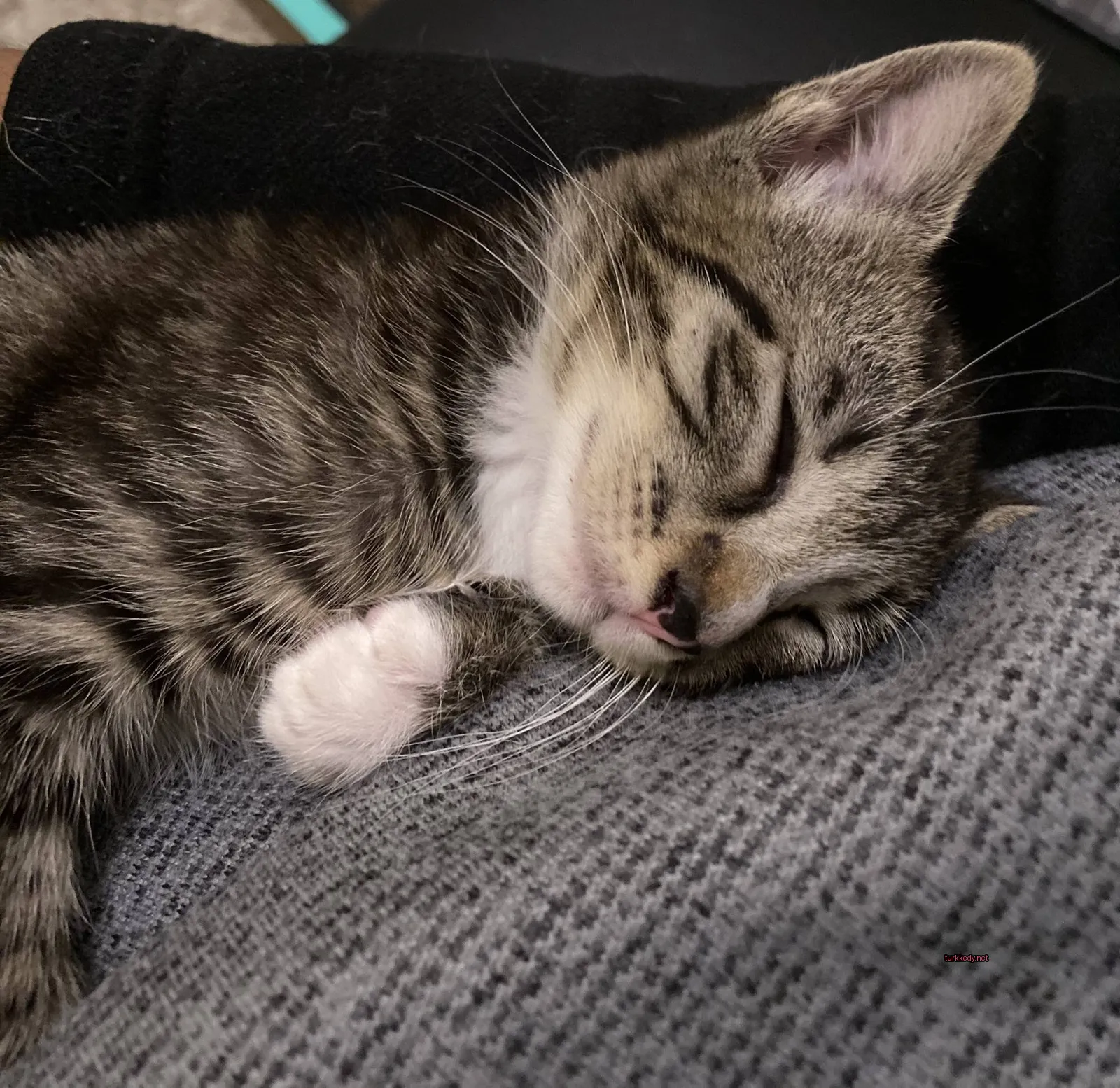 Bir kedigiller türünün yünündeki şeritli deseni olan bir kedi yatan bir kişinin kolunda uyuyor.
