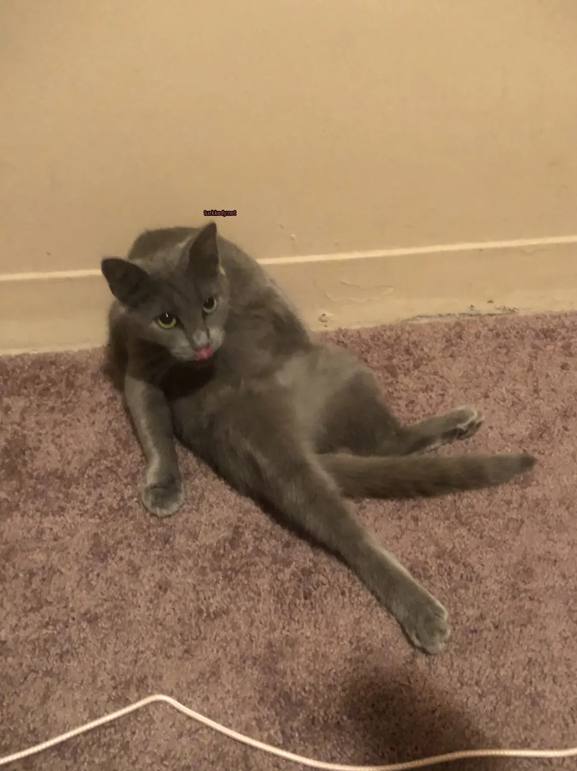 Kedi #2726