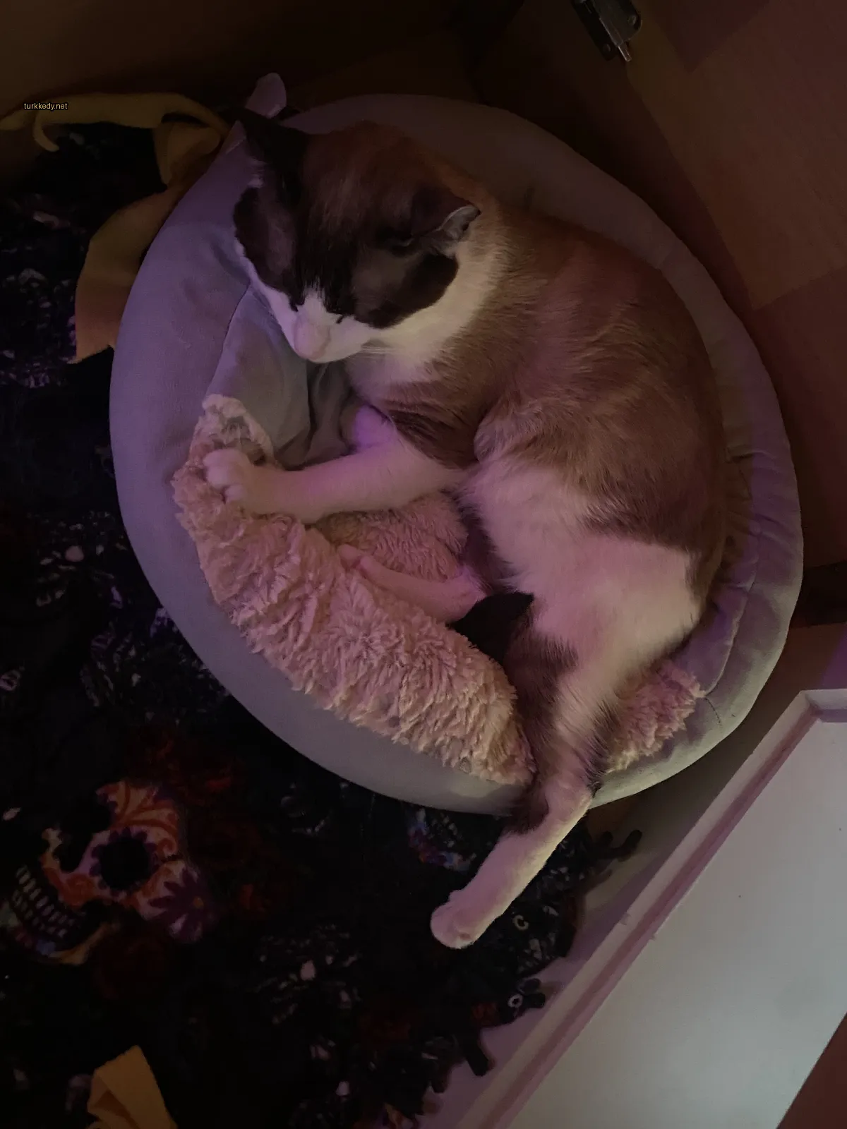 Gri ve beyaz bir kedi, gri ve beyaz bir kedi yatağında yatıyor.