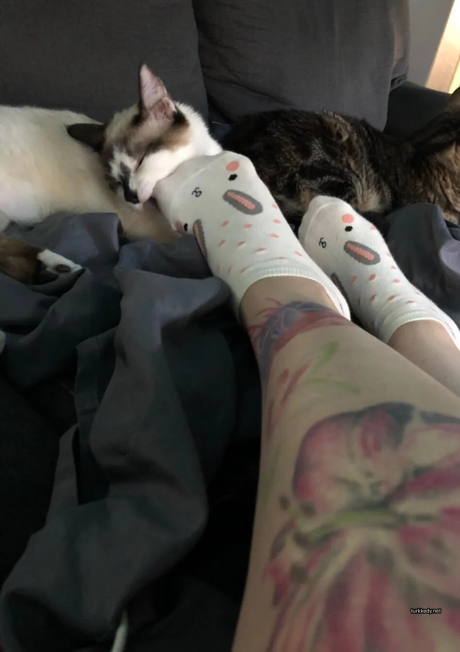 Siyah ve beyaz bir kedi, pink bir burnu ve beyaz bir ayağı var.