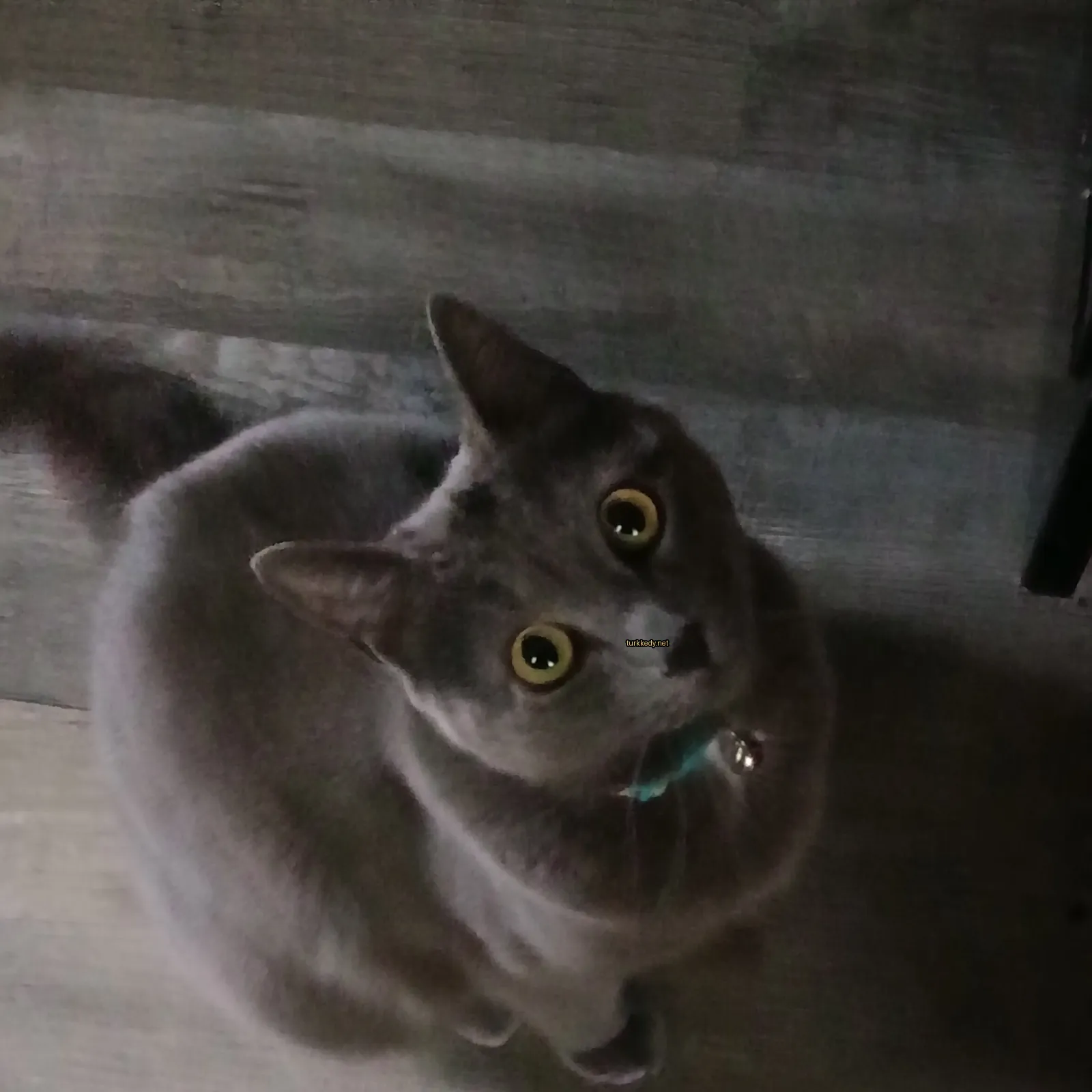 Kedi #2730