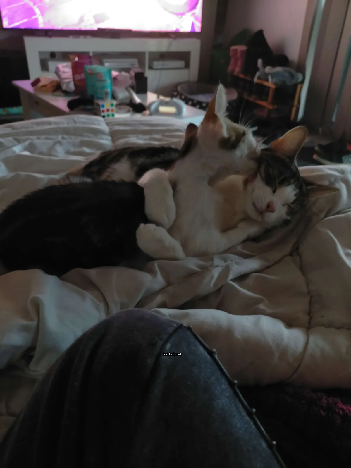 Beyaz yüzü ve siyah kulakları olan bir kedi, iki diğer kedi ile yatakta yatıyor.