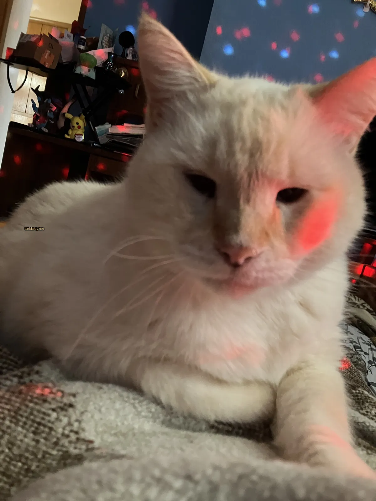Beyaz bir kedi, siyah bir burun ve kaşlarla yatağın üzerinde yatıyor.