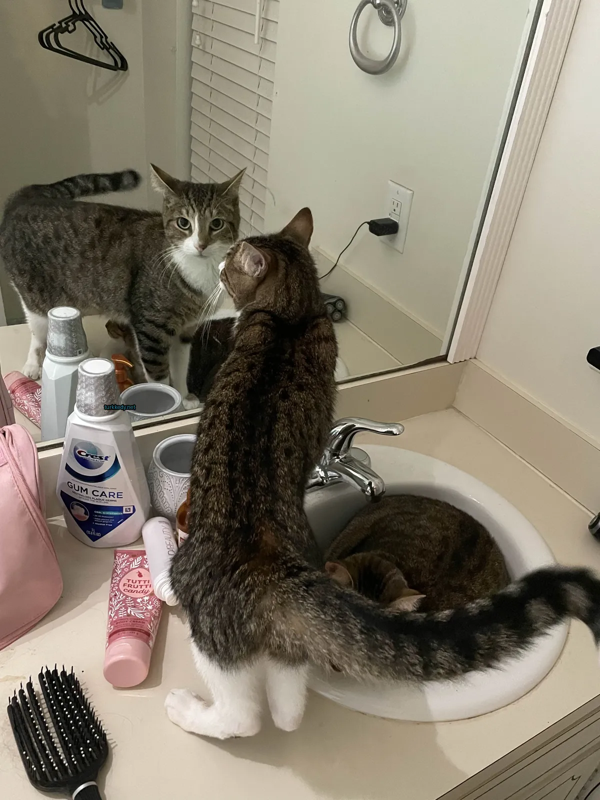 Bir kedi banyo küvetinde duruyor.