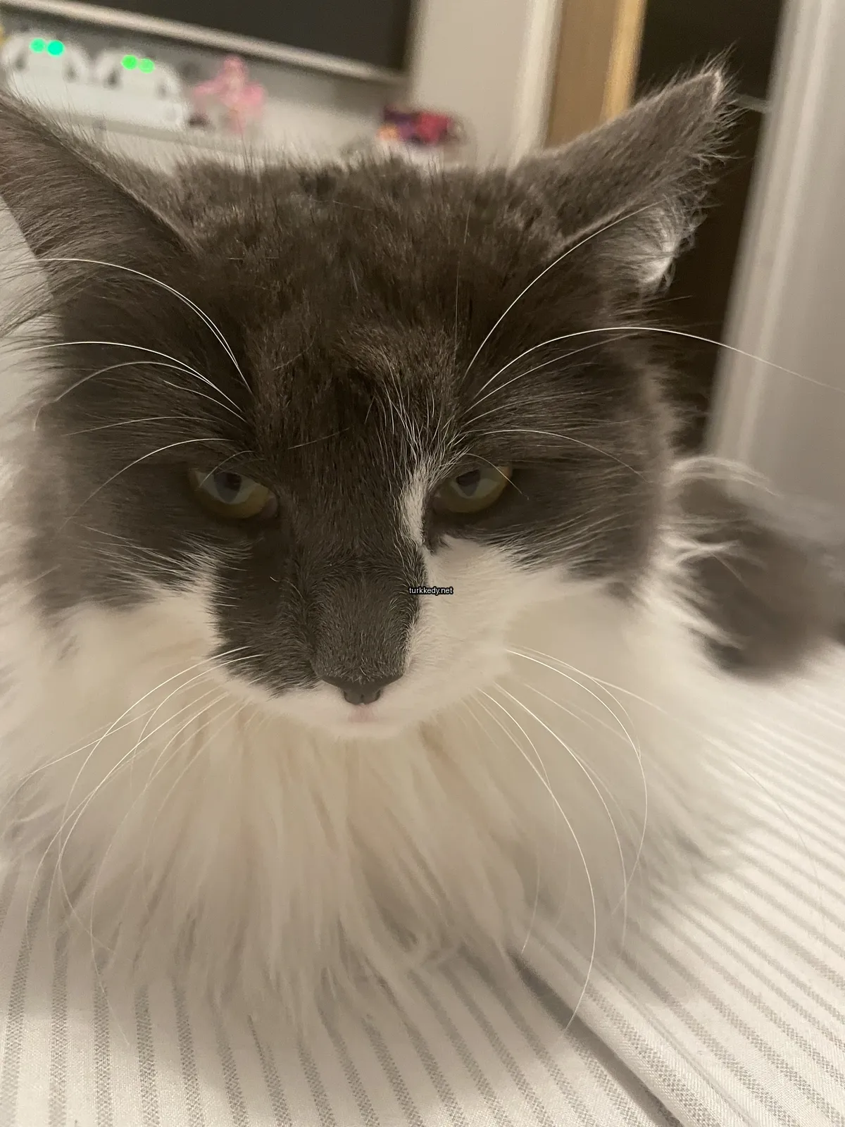 Kedi #2734
