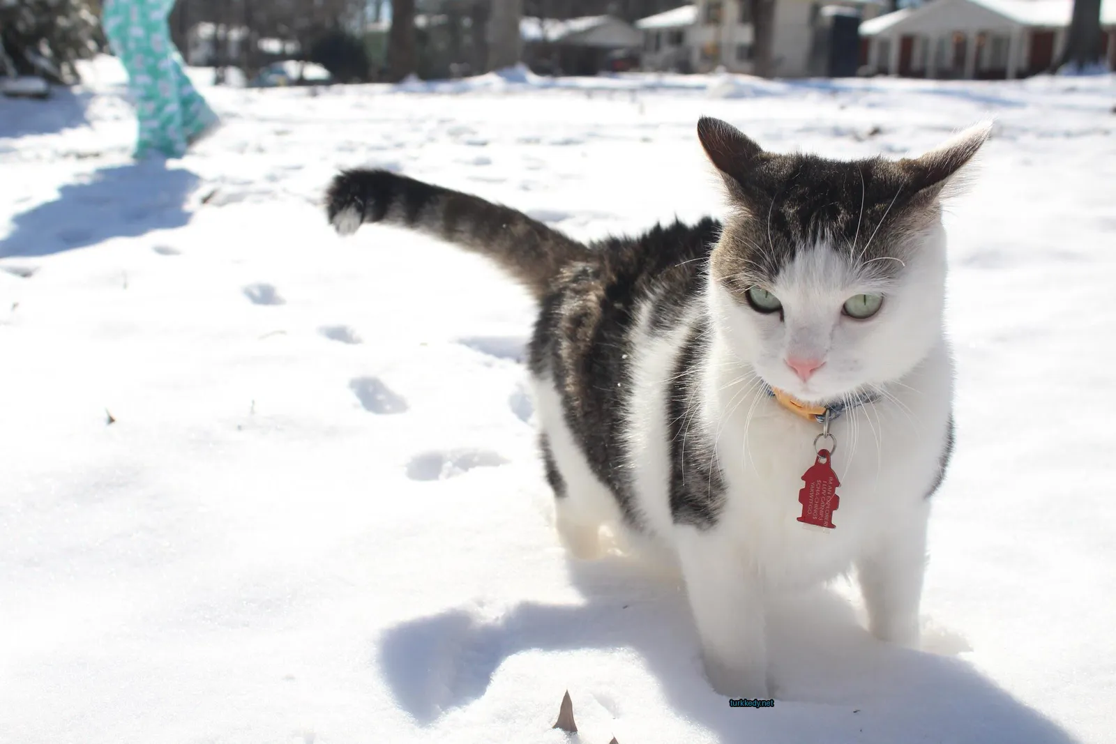 Siyah ve beyaz bir kedi, kolyesinde sarı bir etiket var.