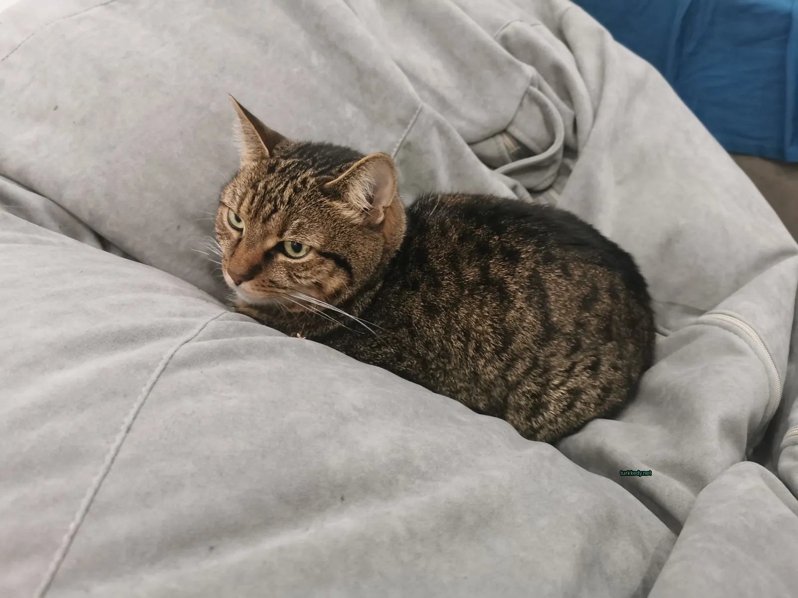 Kara ve siyah bir kedi bir bez üzerine yatıyor.