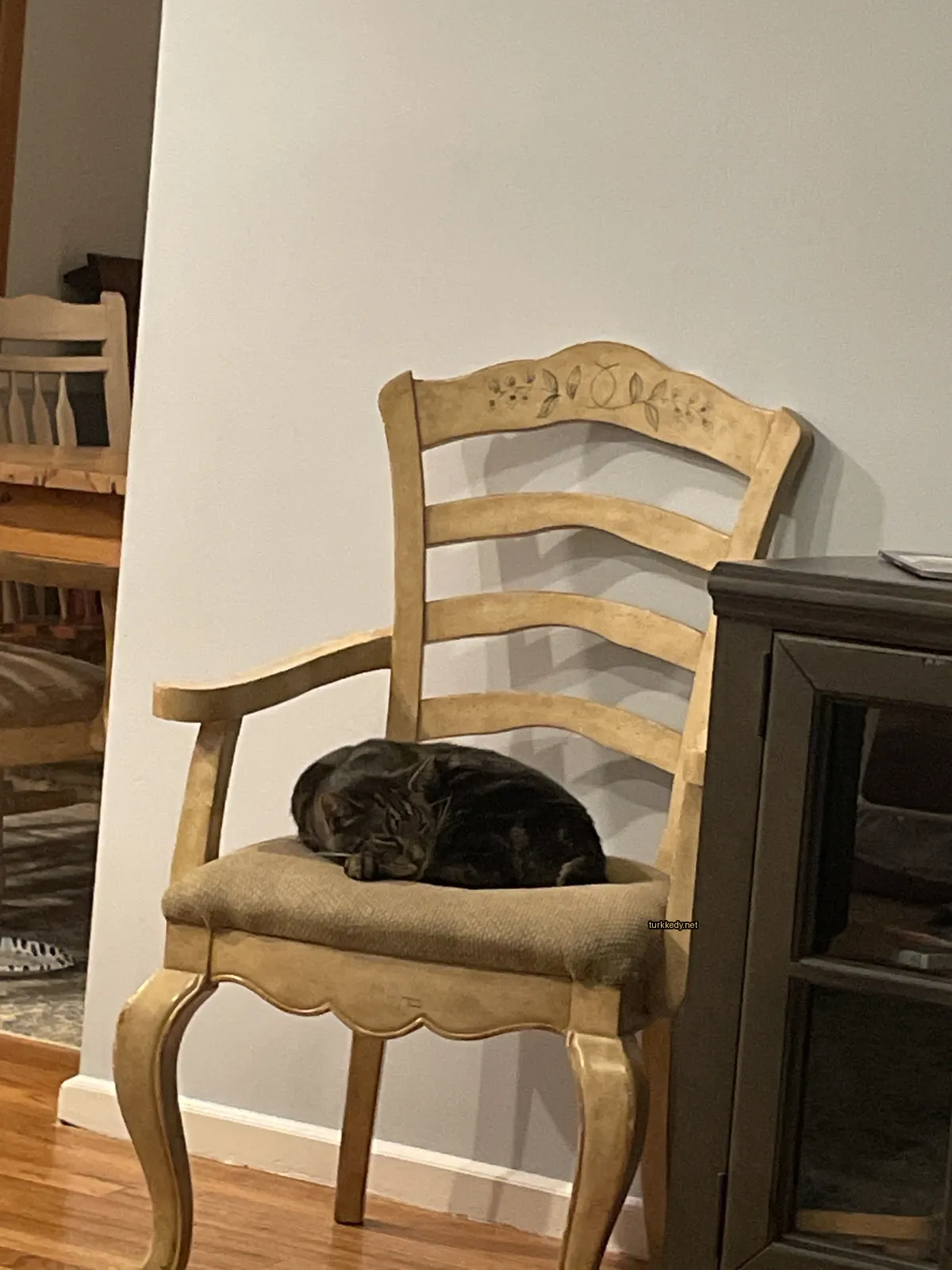 Siyah ve kahverengi bir kedi bir sandalyede uyuyor.