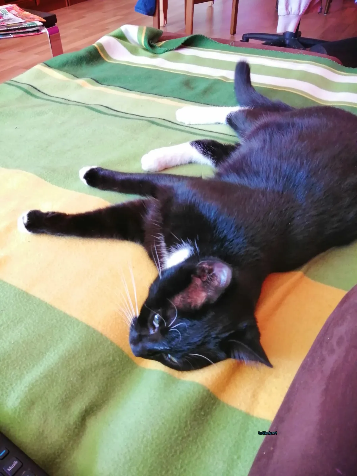 Kedi #2738