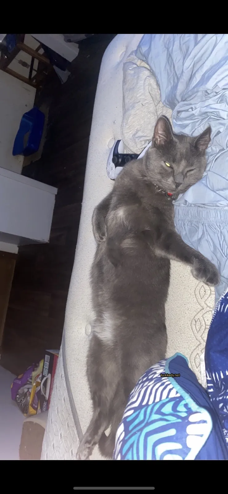Gri bir kedi mavi bir battaniyede bir yatakta bir kumandayla yatıyor.
