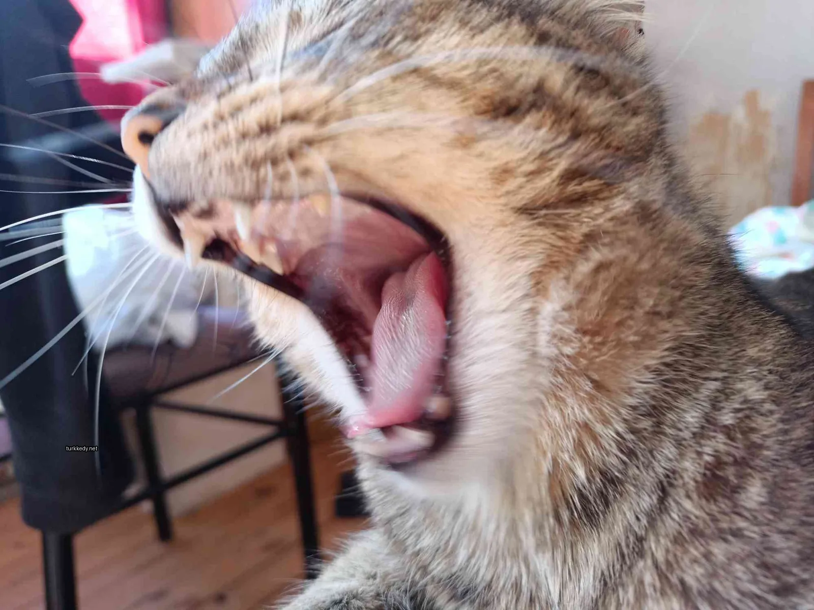 Kırmızı ve siyah desenli bir kedi, ahşap zeminde yatar pozisyonda uyukluyor.