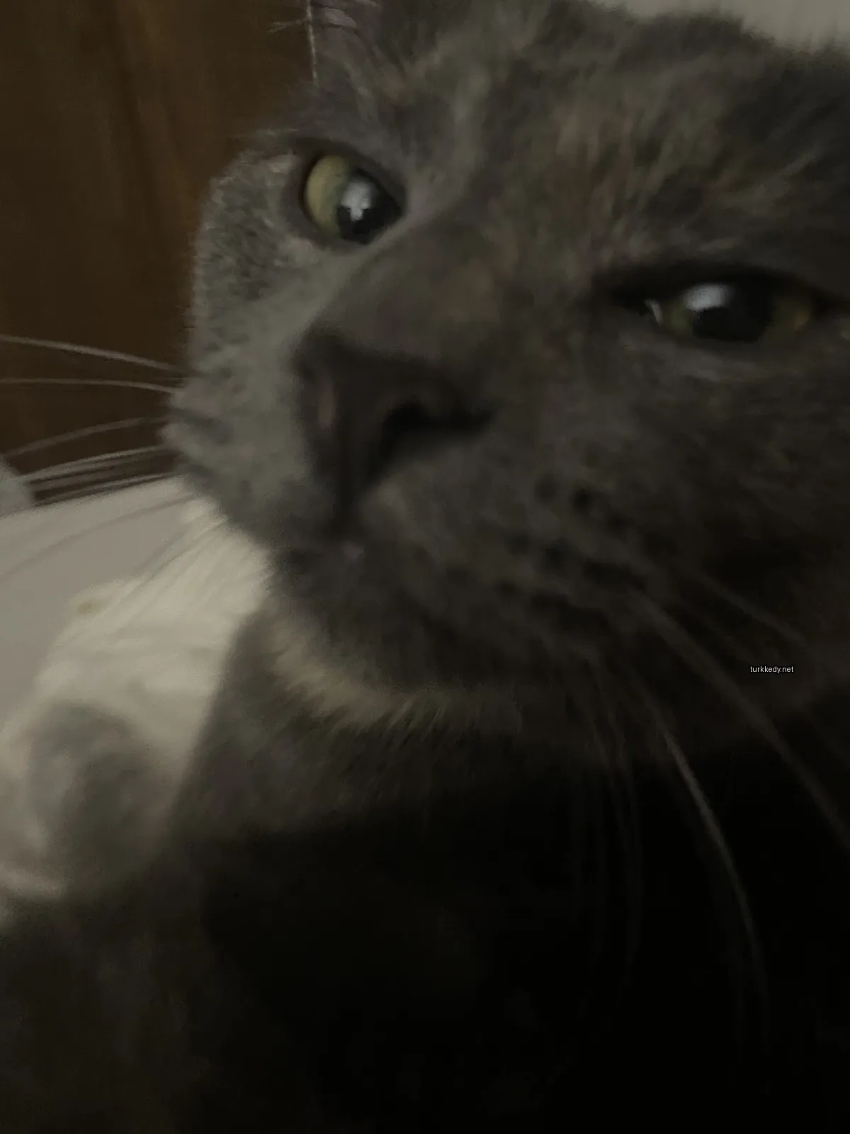 Gri bir kedi beyaz göğüs ve bıyıkları ile yatakta oturuyor.