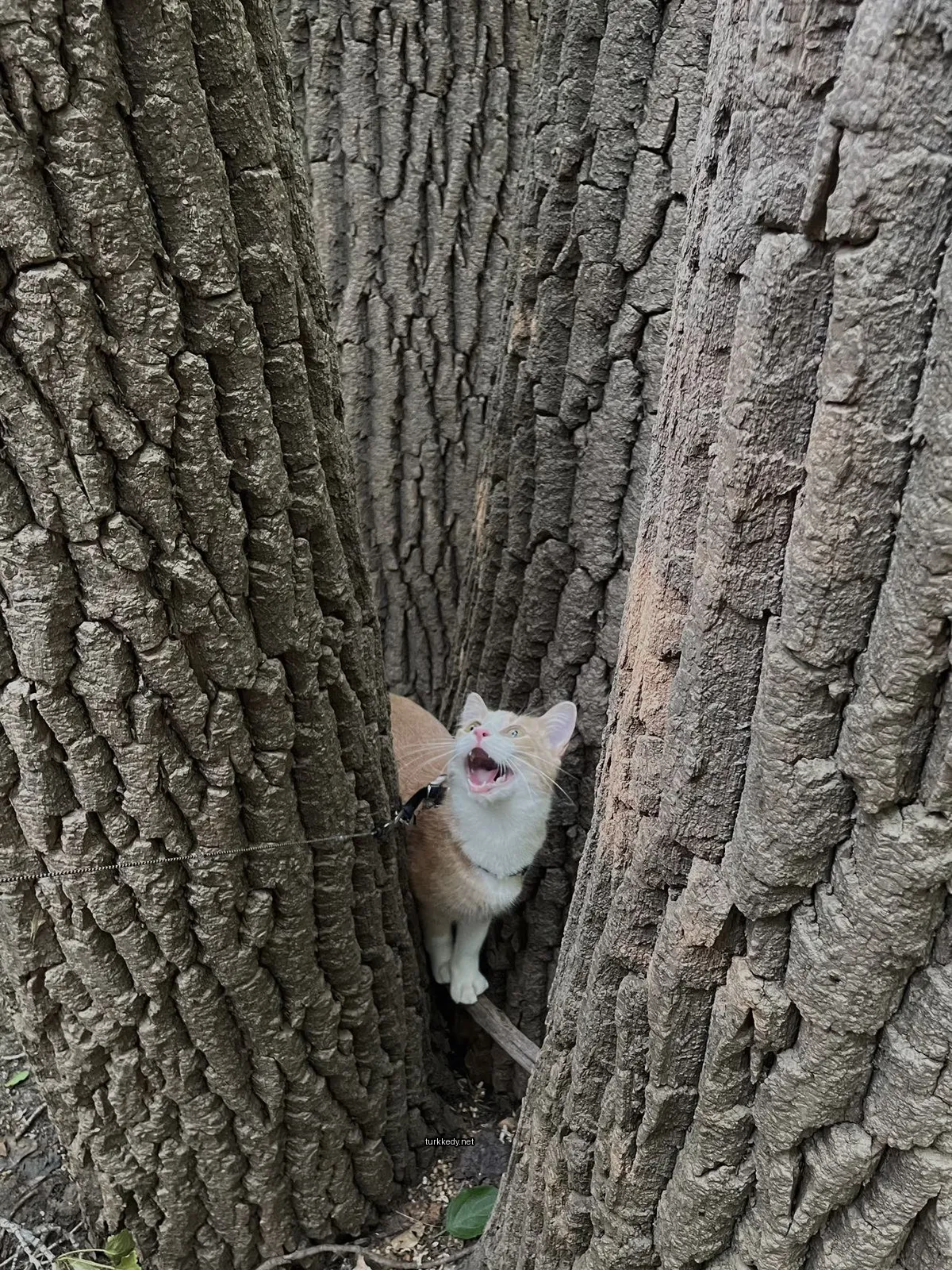 Beyaz ve turuncu bir püskürtüye sahip bir kedi bir ağaç dalında duruyor.