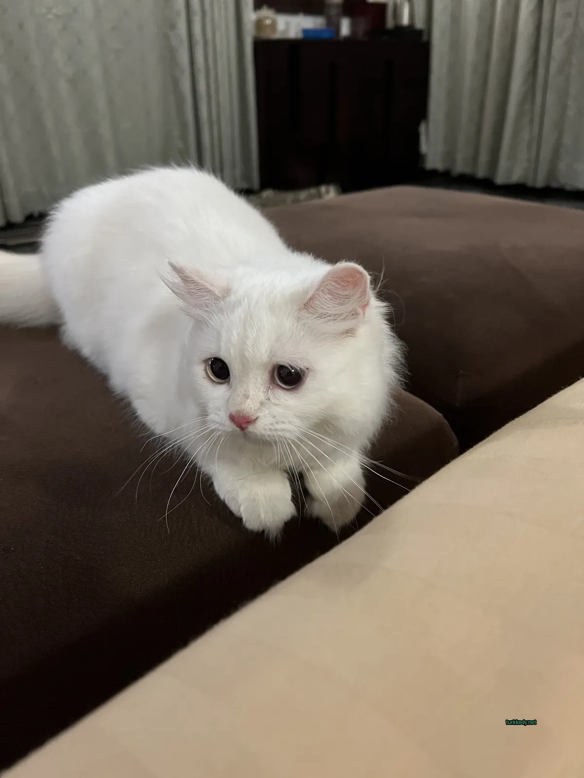 Kedi #2742