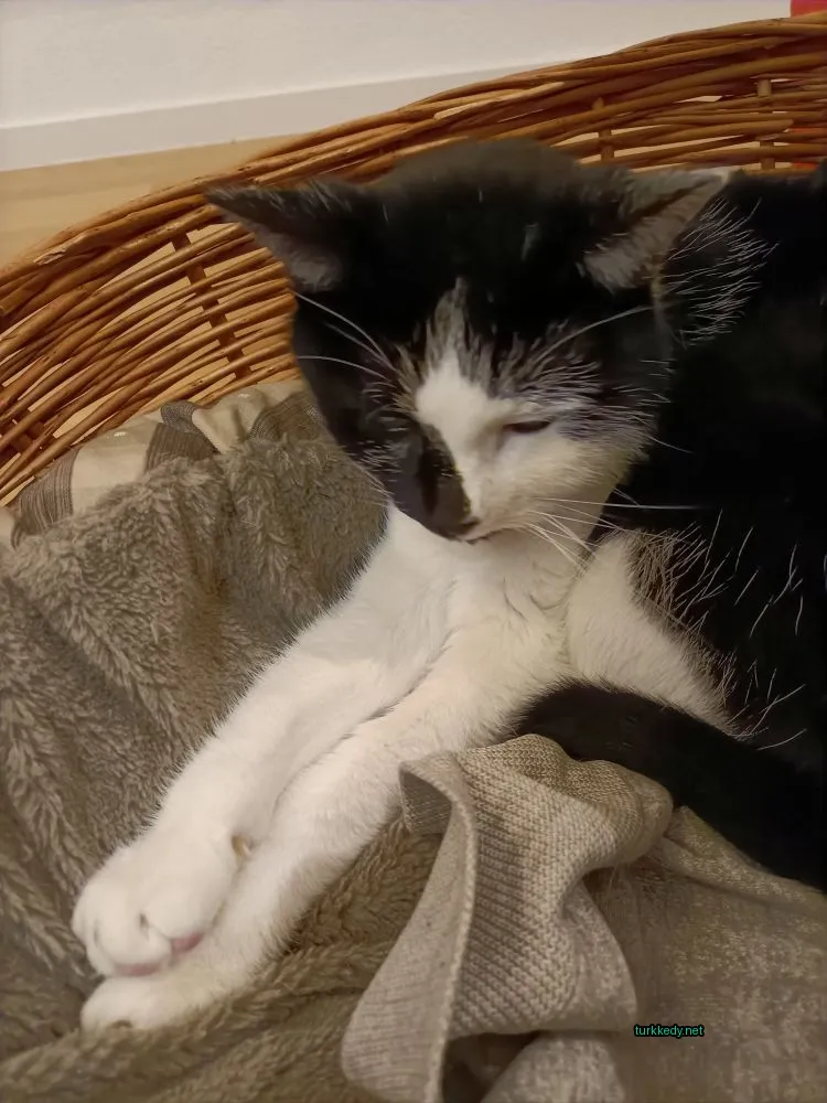 Siyah ve beyaz bir kedi, beyaz göğüs ve ayakları olan beyaz bir kedi bir minderin üzerinde yatıyor.
