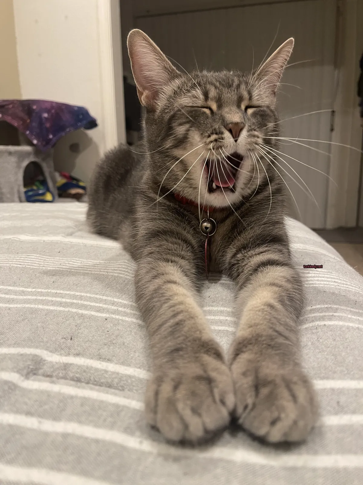 Gri ve beyaz bir kedi, kırmızı bir kolye takılı, yorgan üzerinde yorgun bir şekilde açılıyor.