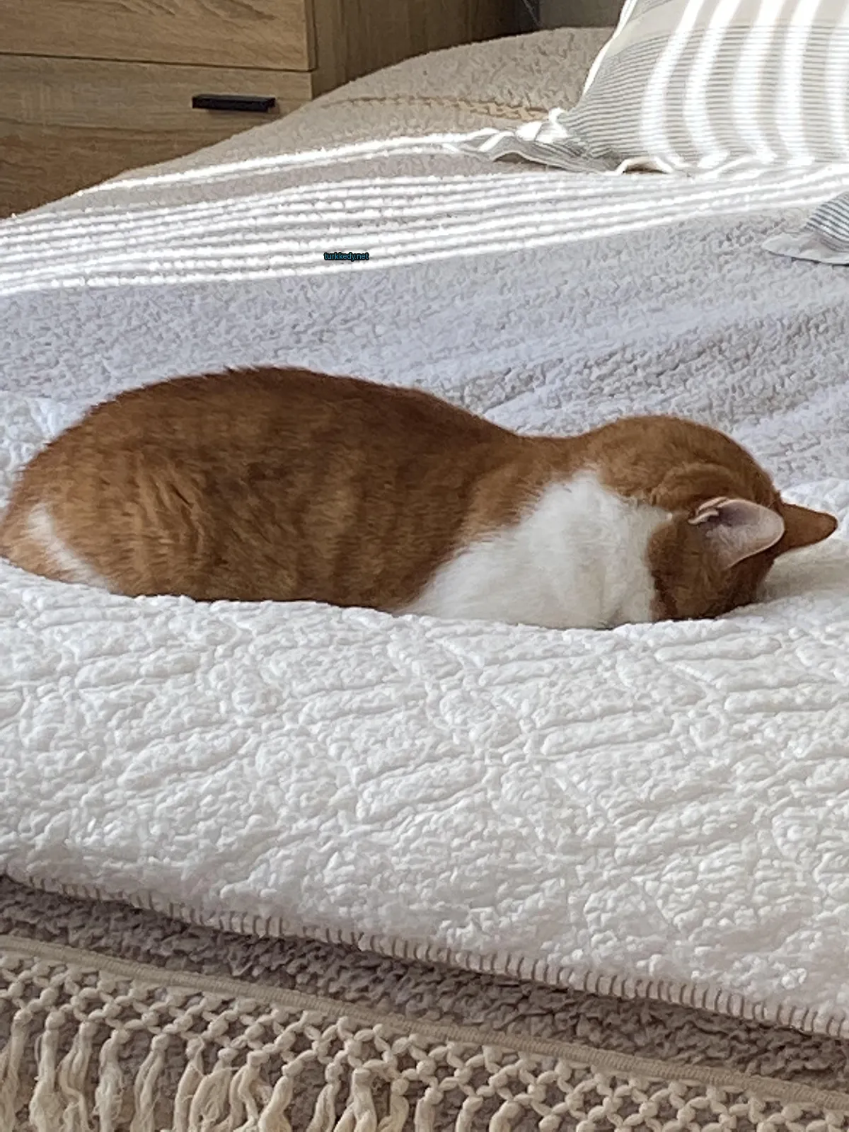Beyaz yüzü ve sarı vücutlu bir kedi yatakta yatıyor.