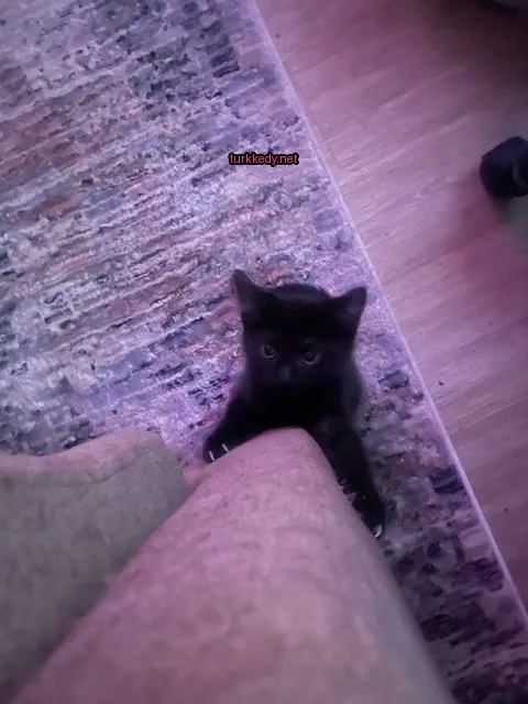 Kedi #2746
