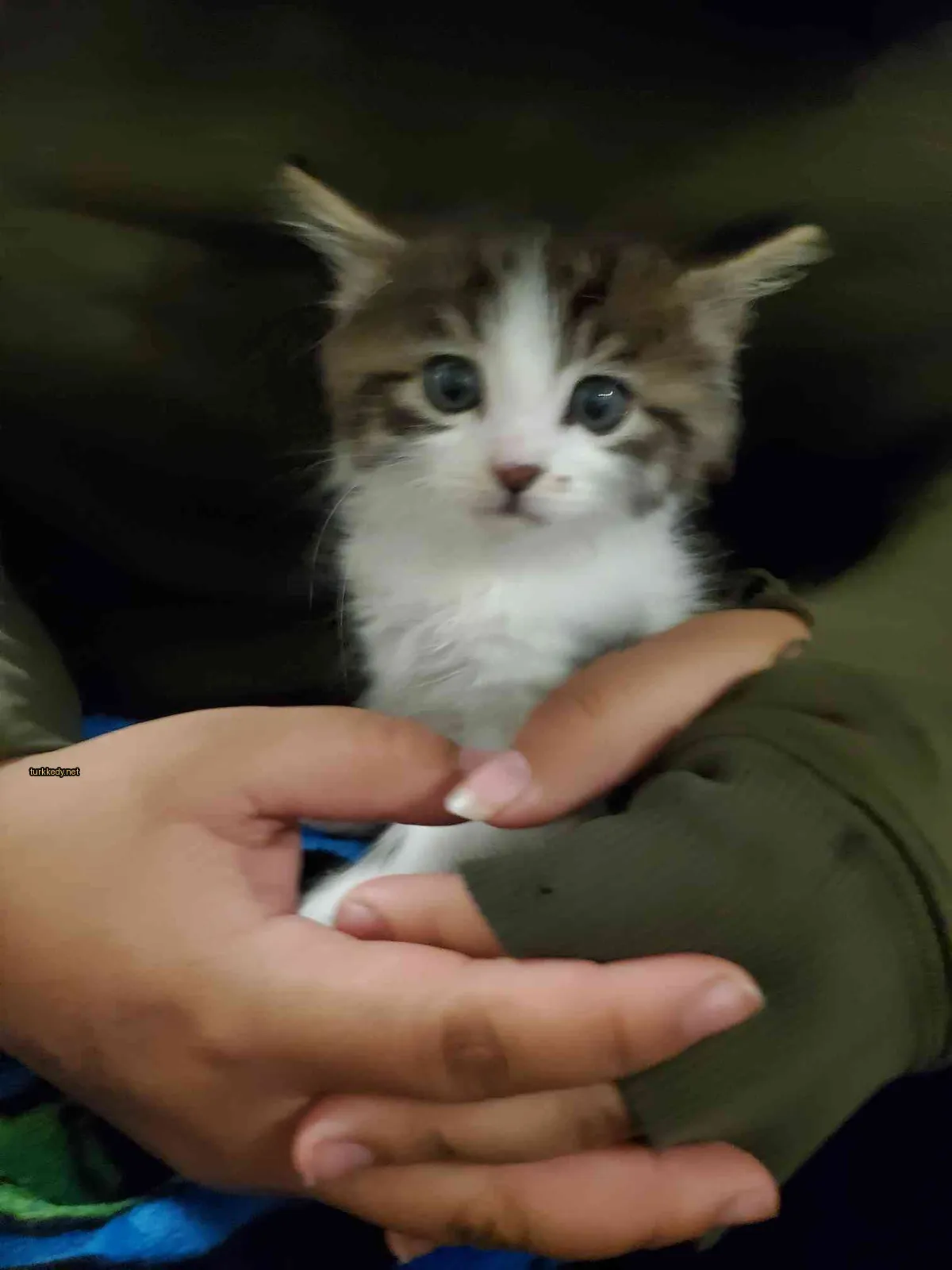 Kedi #2750