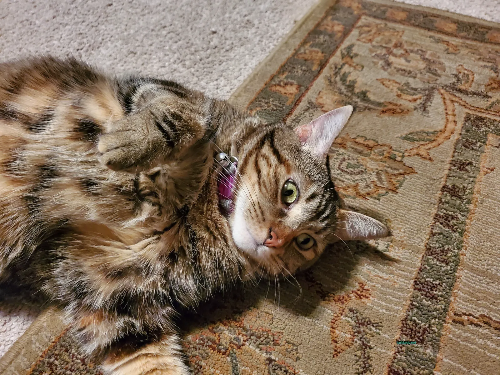 Kara ve siyah bir kedi bir halı üzerinde yatıyor.