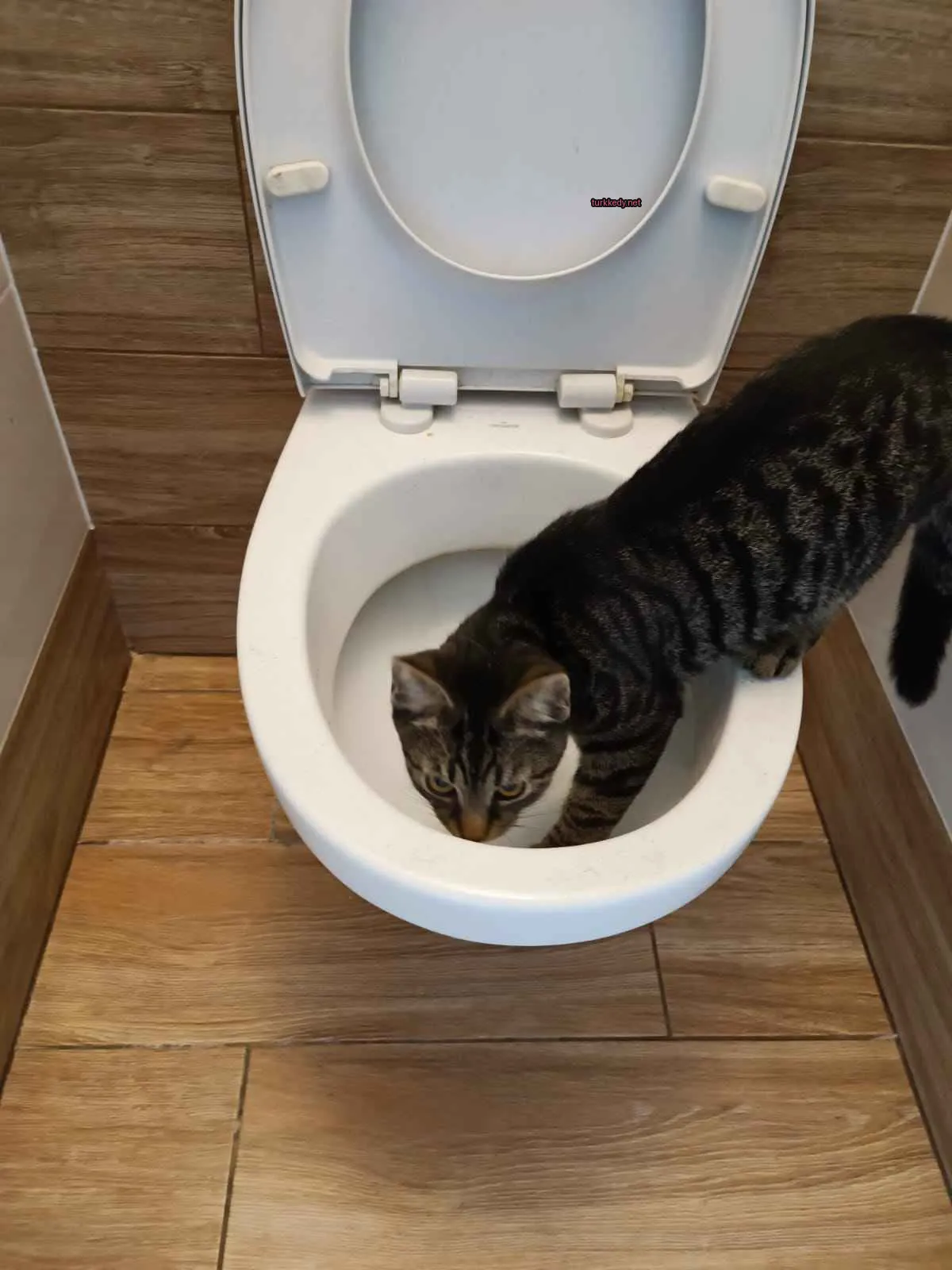 Kedi #2754