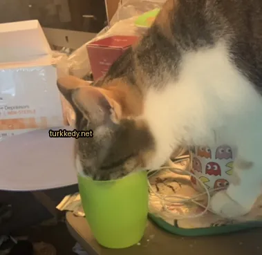 Beyaz ve kahverengi desenli bir kedi yeşil bir bardaktan içiyor.