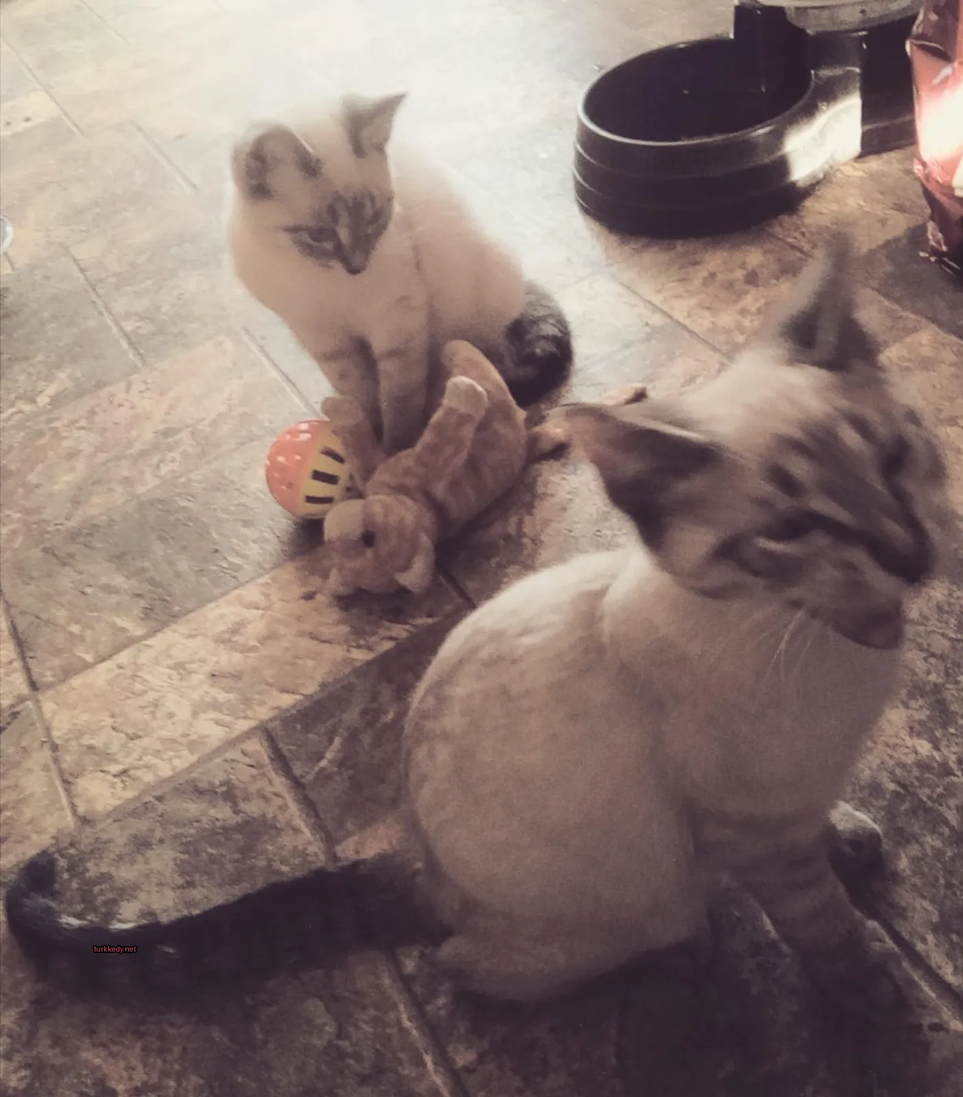 Beyaz ve gri bir kedi bir bez oyuncakla birlikte mermer zeminin yanındadır.