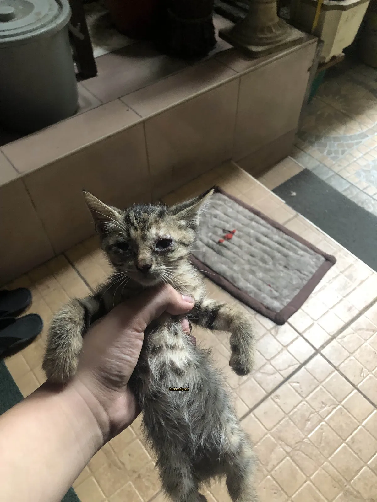 Kırmızı, siyah ve beyaz renkteki bir kedi yavrusu bir odada bir insana tutuluyor.