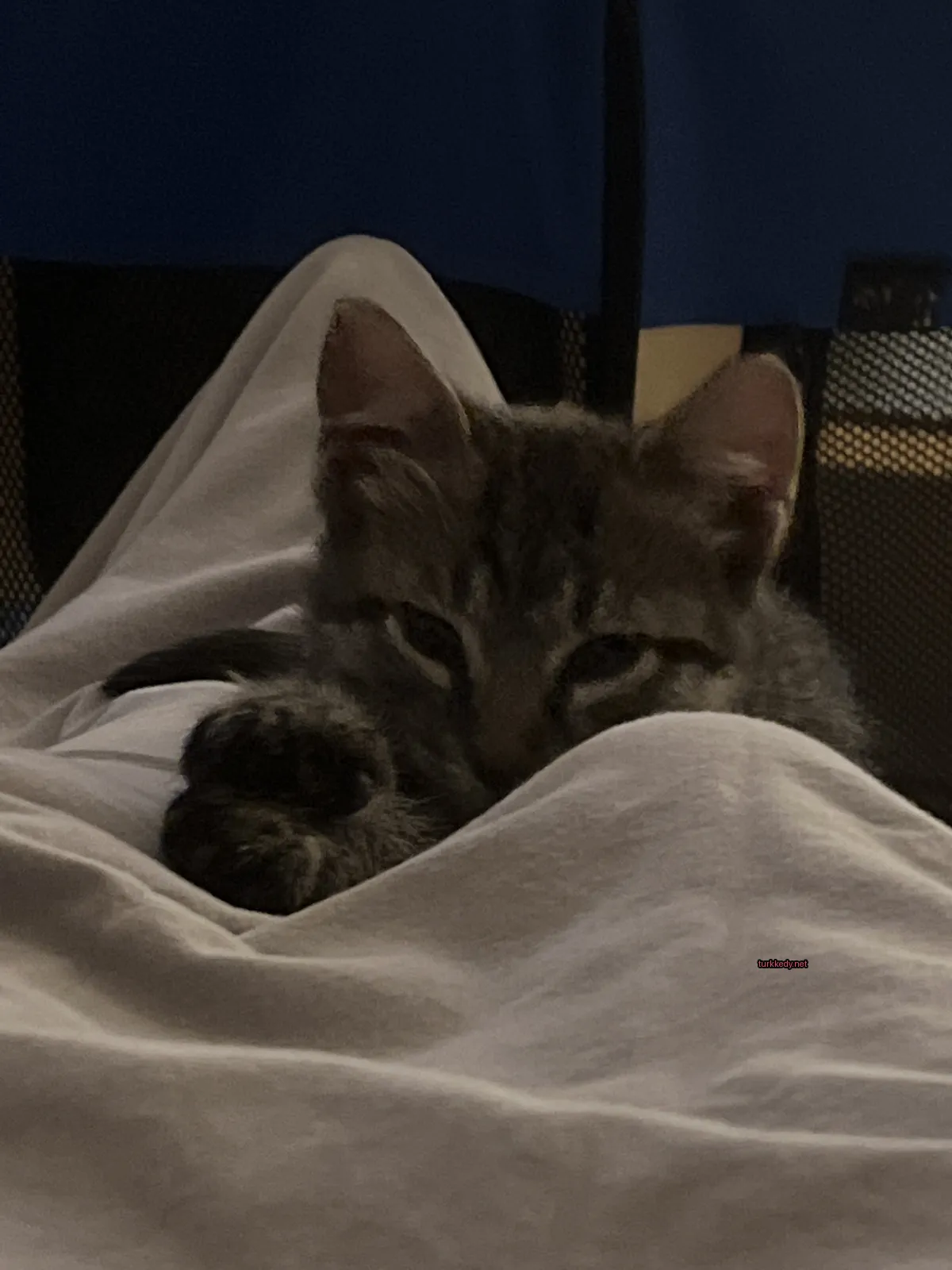Kedi #2758