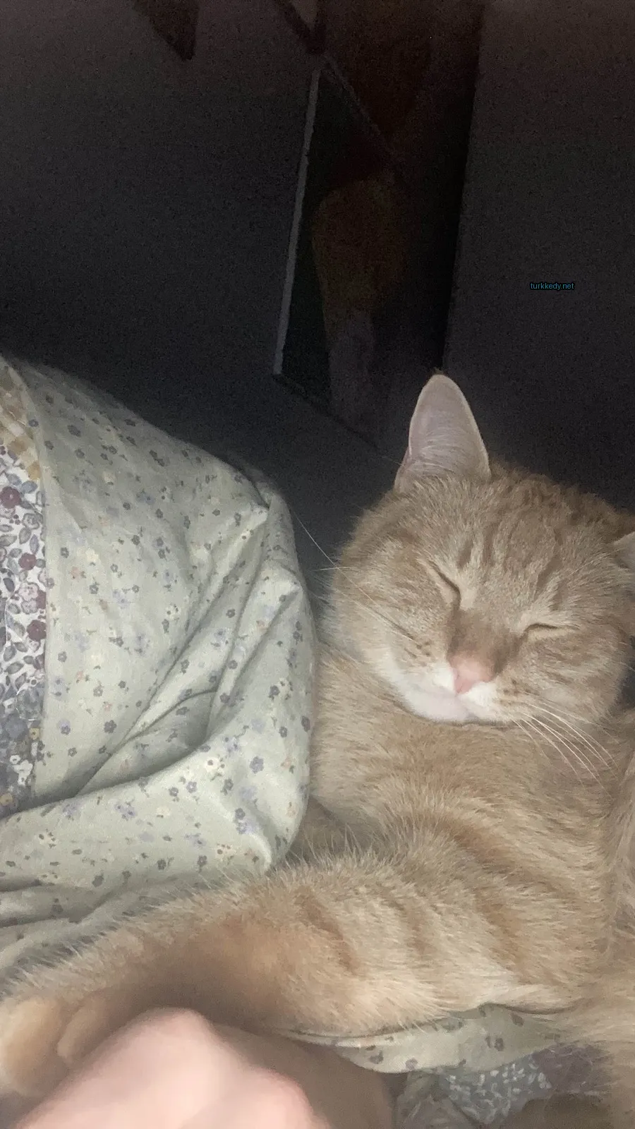 Koyu ve beyaz tüylü bir kedi yatakta yatıyor.