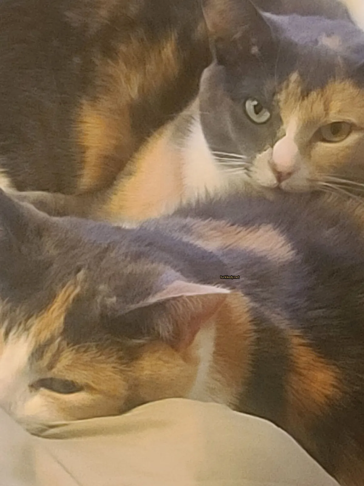 Siyah, beyaz ve turuncu renkli bir kedi yatan bir yatakta yatıyor.
