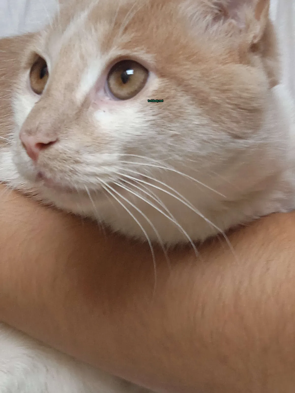 Kedi #2762