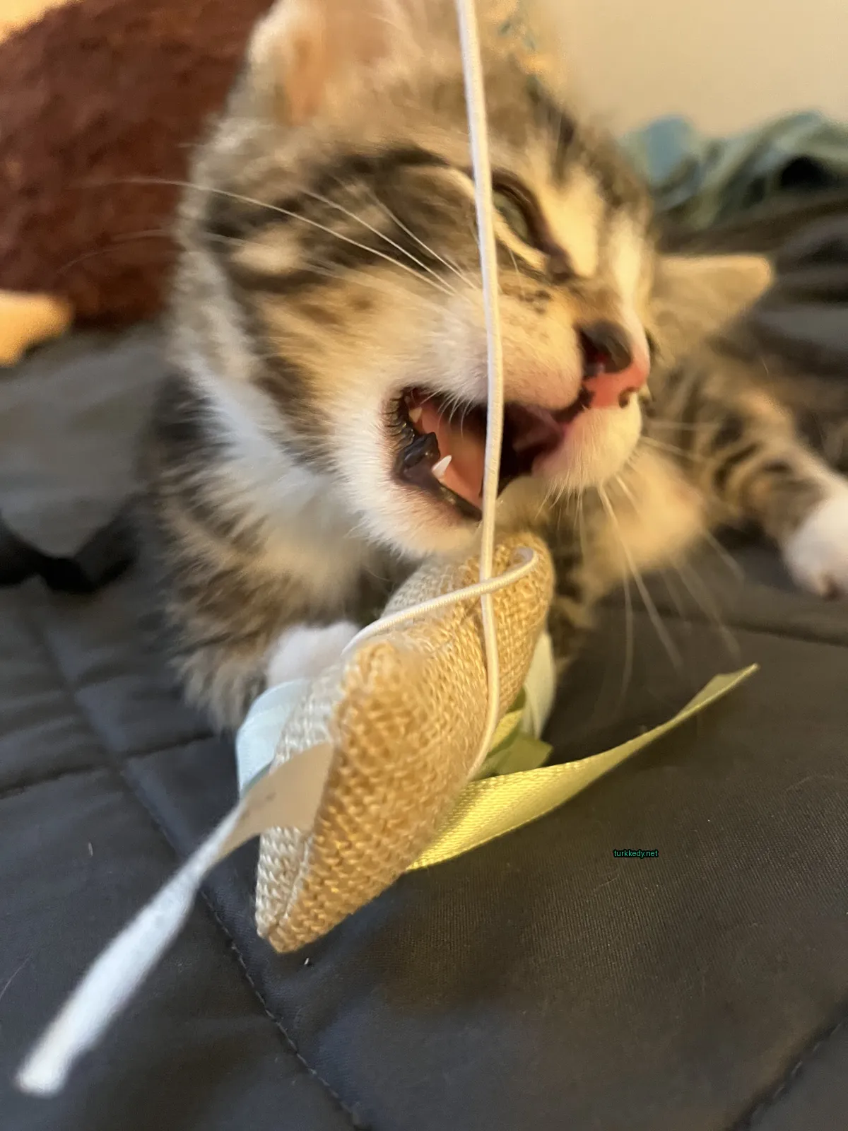 Kırmızı-yeşil desenli bir kedi, oyuncakla oynuyor.