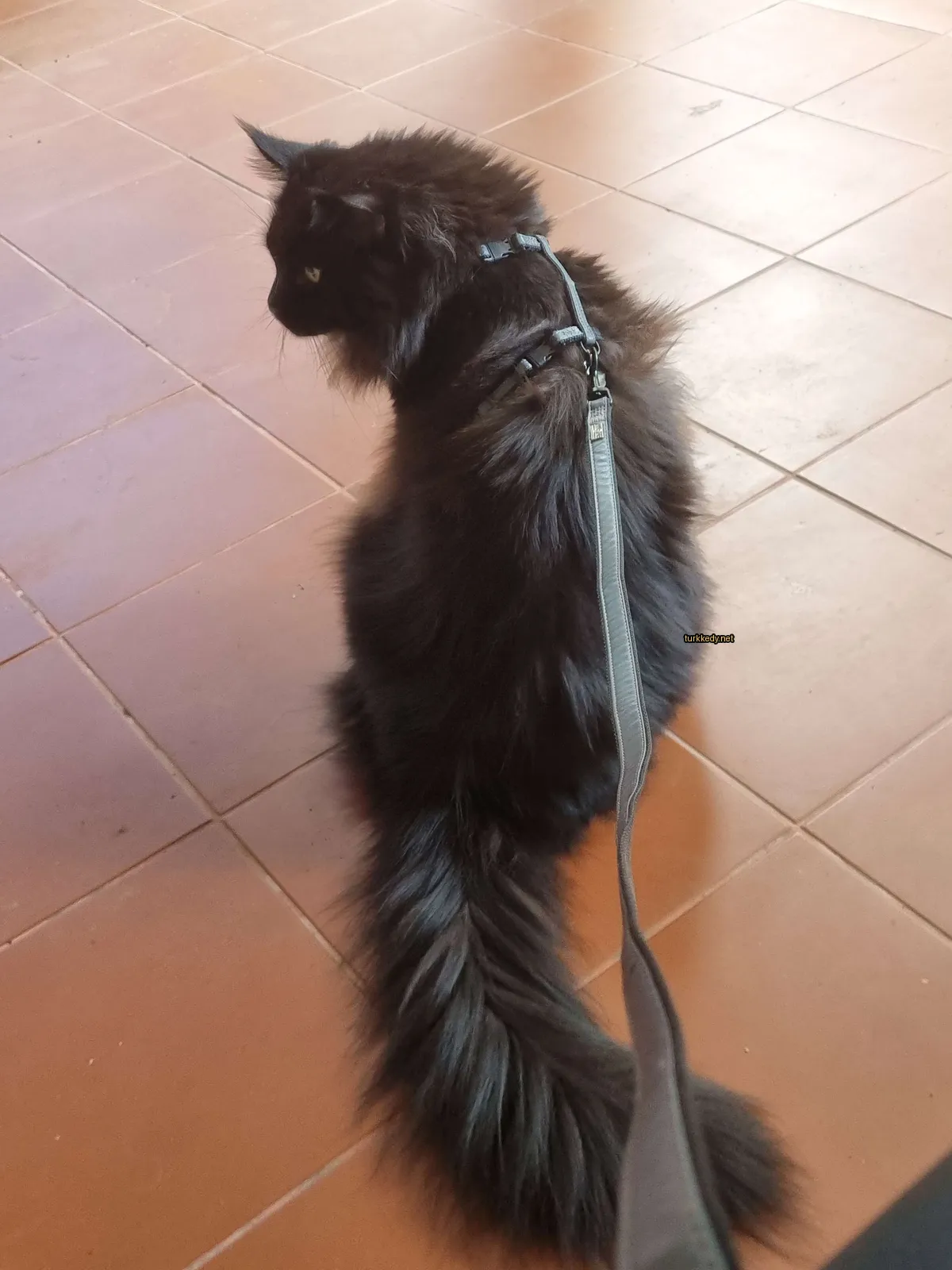 Siyah bir kedi, gri bir kemerle, mermer zemine ayakta duruyor.