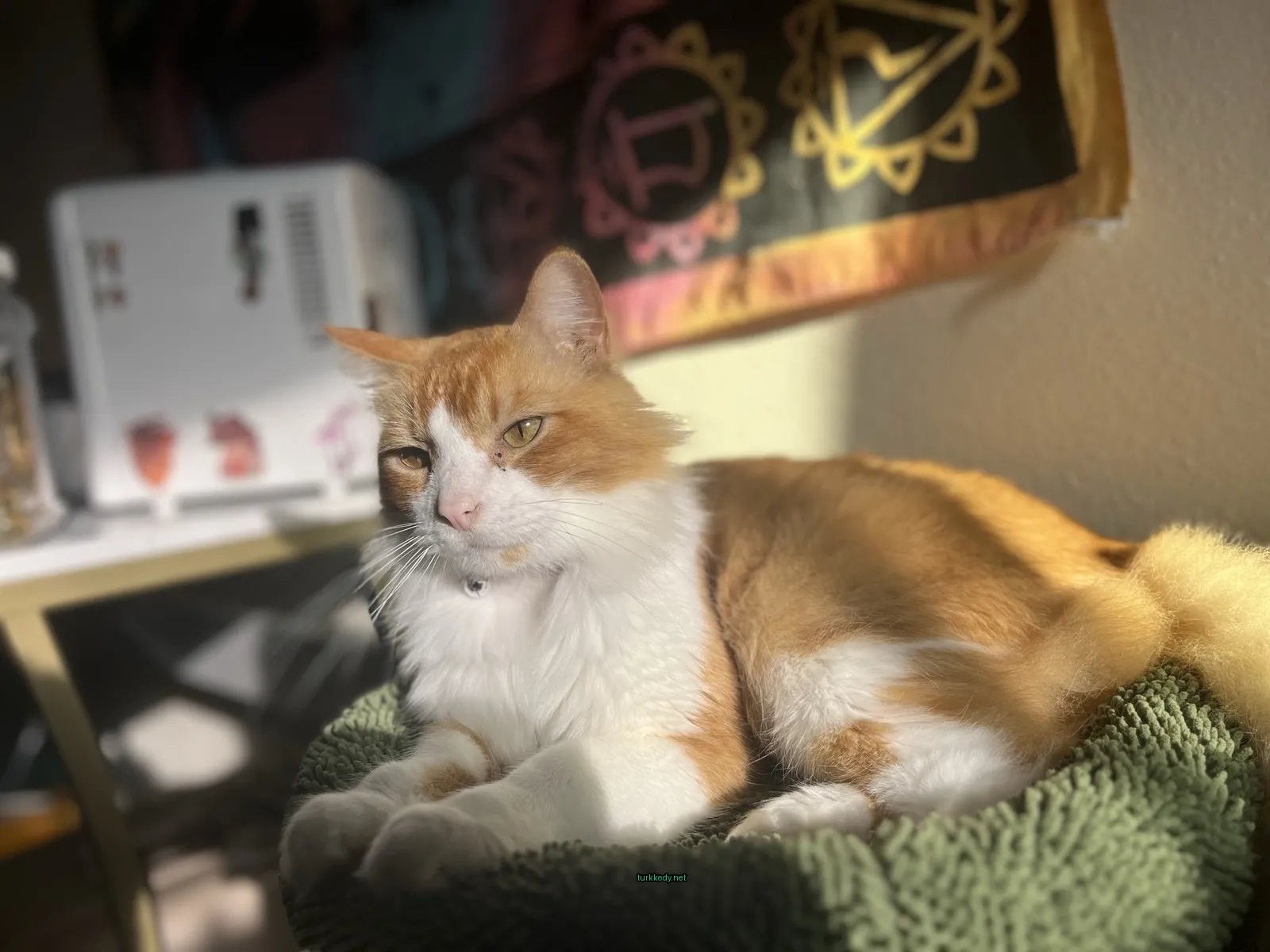 Sarı ve beyaz bir kedi yastığı üzerinde oturan tüylü bir kedi.